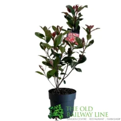 Photinia Fraseri 'Carré Rouge' 2Ltr Pot (NL) 5 Photinia Fraseri 'Carré Rouge' 2Ltr Pot (NL) -Hozeelock Store 0000000398517