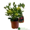 Skimmia Japonica 'Temptation' 2Ltr Pot (NL)