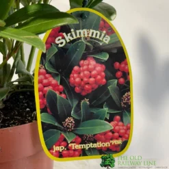 Skimmia Japonica 'Temptation' 2Ltr Pot (NL) -Hozeelock Store 0000000398528 2