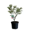 Euonymus Alatus 'Compactus' Plant 4Ltr Pot (NL)