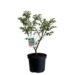 Hozeelock Store 31 Euonymus Alatus 'Compactus' Plant 4Ltr Pot (NL)