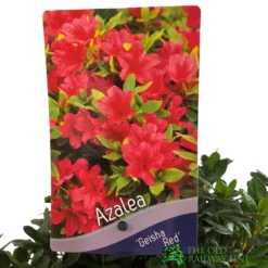 Azalea 'Geisha Red' Plant 3Ltr Pot (NL) -Hozeelock Store 00001652 2