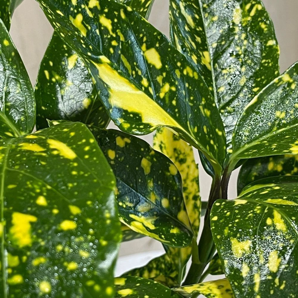 Aucuba Japonica 'Golden King' 2Ltr Pot (NL) 2 Aucuba Japonica 'Golden King' 2Ltr Pot (NL) - Image 2