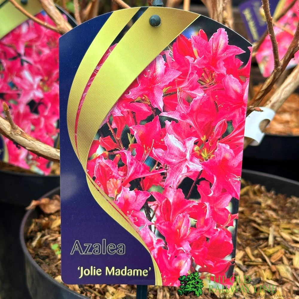 Azalea (Deciduous) 'Jolie Madame' 7.5Ltr Pot (NL) 1 Azalea (Deciduous) 'Jolie Madame' 7.5Ltr Pot (NL)