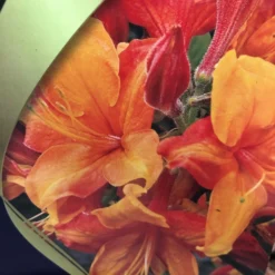 Azalea (Deciduous) 'Golden Eagle' 7.5Ltr Pot (NL) -Hozeelock Store 00002759 2