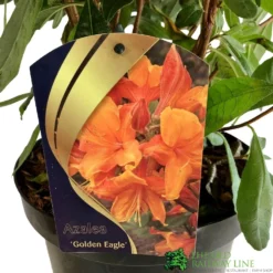 Azalea (Deciduous) 'Golden Eagle' 7.5Ltr Pot (NL) -Hozeelock Store 00002759