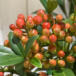 Skimmia Japonica 'Pabella' 4Ltr Pot (NL) -Hozeelock Store 00004158 3