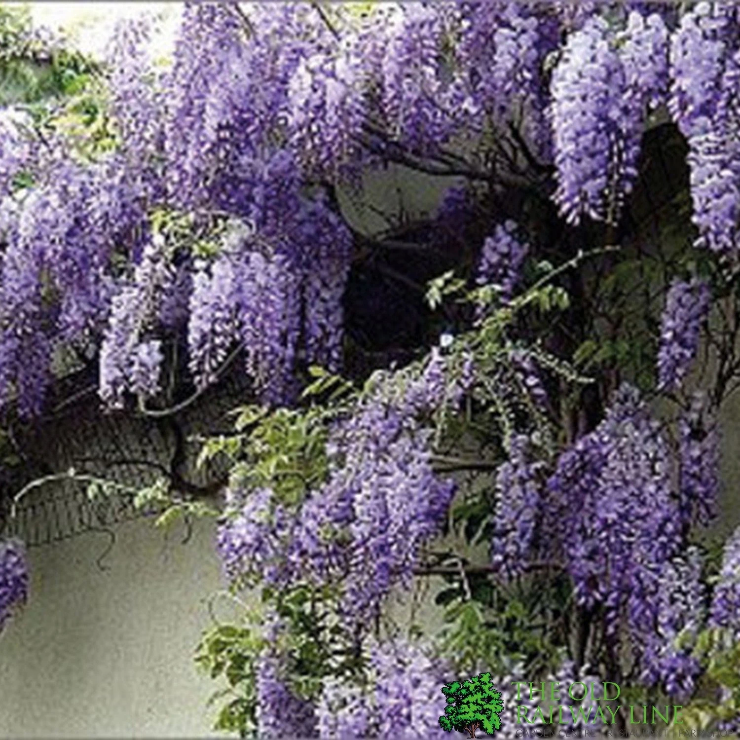 Wisteria Sinensis 'Prolific' Climber 7.5 Ltr Pot (NL) 1 Wisteria Sinensis 'Prolific' Climber 7.5 Ltr Pot (NL)
