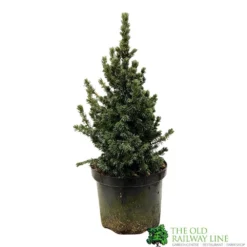 Picea 'Sanders Blue' Spruce Plant 3Ltr Pot (NL)