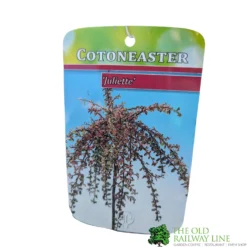Cotoneaster 'Juliette' 80cm Tall (NL) 6 Cotoneaster 'Juliette' 80cm Tall (NL) -Hozeelock Store 30001111 1