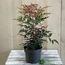 Nandina Domestica 'Obsessed' 2Ltr Pot (NL) 5 Nandina Domestica 'Obsessed' 2Ltr Pot (NL) -Hozeelock Store 30002508 2