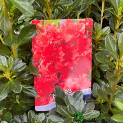 Azalea 'Geisha Orange' 3Ltr Pot (NL) 5 Azalea 'Geisha Orange' 3Ltr Pot (NL) -Hozeelock Store 30008869 5b9b6a4d 2eef 4de9 a7d5 74d146507ae8