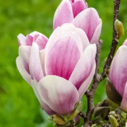 Magnolia 'Satisfaction' Tree 60cm Tall (NL) -Hozeelock Store 30136615 2 1