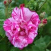 Rosa Gallica 'Versicolor' Rose 4Ltr Pot