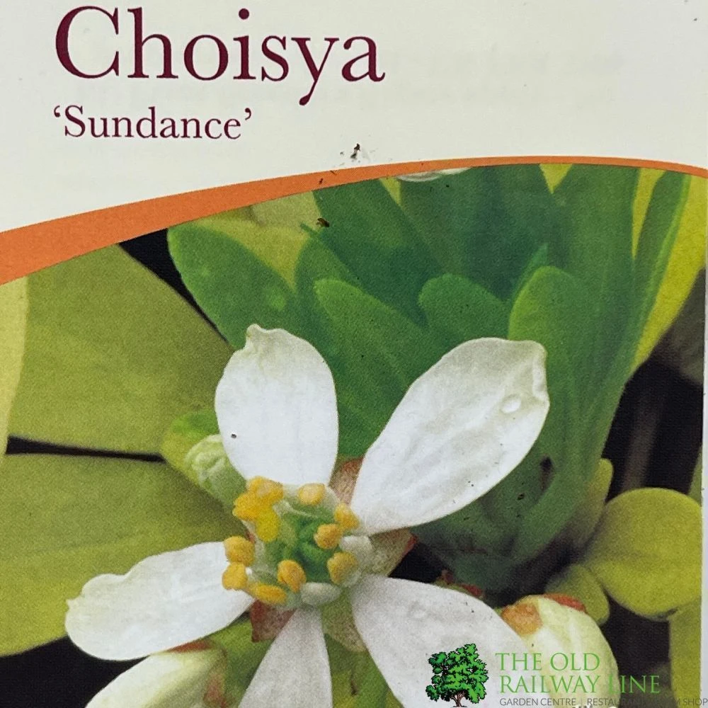 Choisya Ternata 'Sundance' Mexican Orange Blossom Plant 3Ltr Pot 2 Choisya Ternata 'Sundance' Mexican Orange Blossom Plant 3Ltr Pot - Image 2