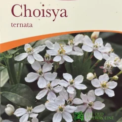 Choisya Ternata Mexican Orange Blossom Plant 3Ltr Pot