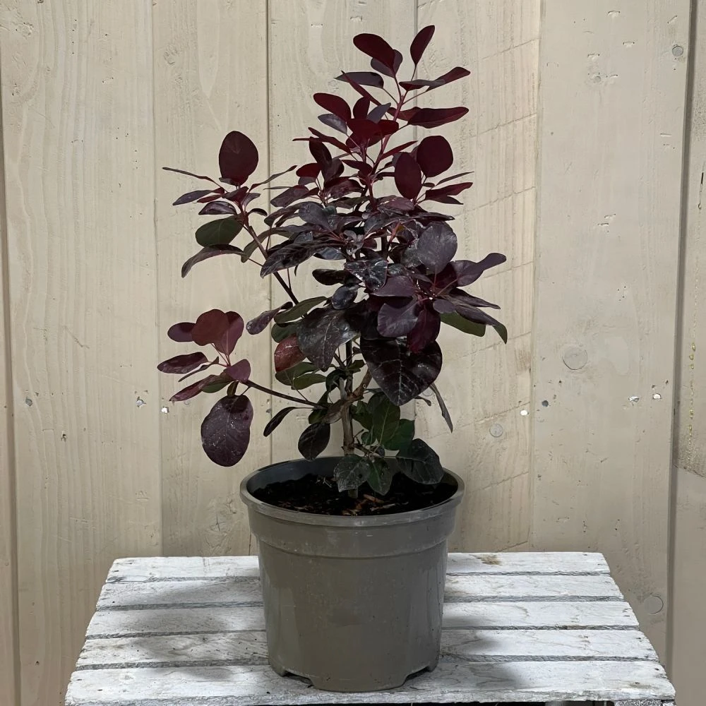 Cotinus 'Royal Purple' Smoke Tree 3 Ltr Pot 2 Cotinus 'Royal Purple' Smoke Tree 3 Ltr Pot - Image 2