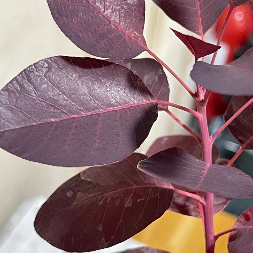 Cotinus 'Royal Purple' Smoke Tree 3 Ltr Pot 3 Cotinus 'Royal Purple' Smoke Tree 3 Ltr Pot - Image 3