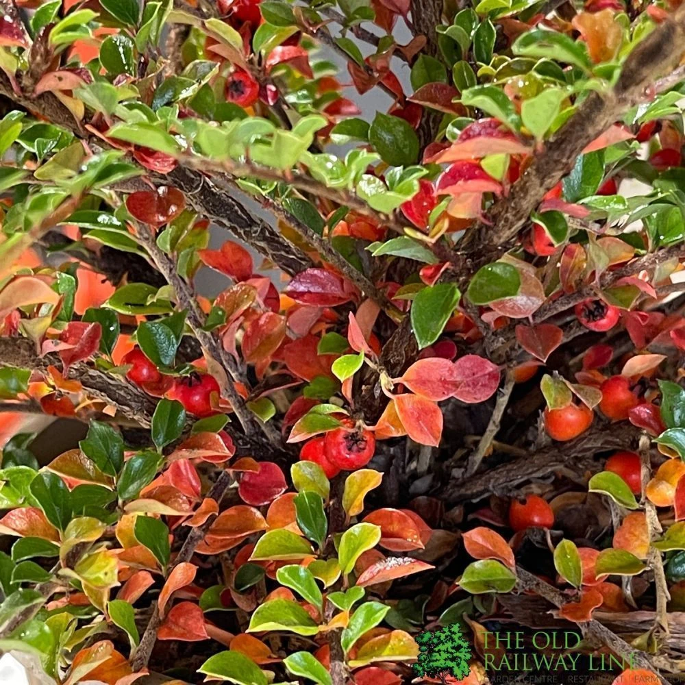 Cotoneaster Horizontalis Plant 3Ltr Pot 3 Cotoneaster Horizontalis Plant 3Ltr Pot - Image 3