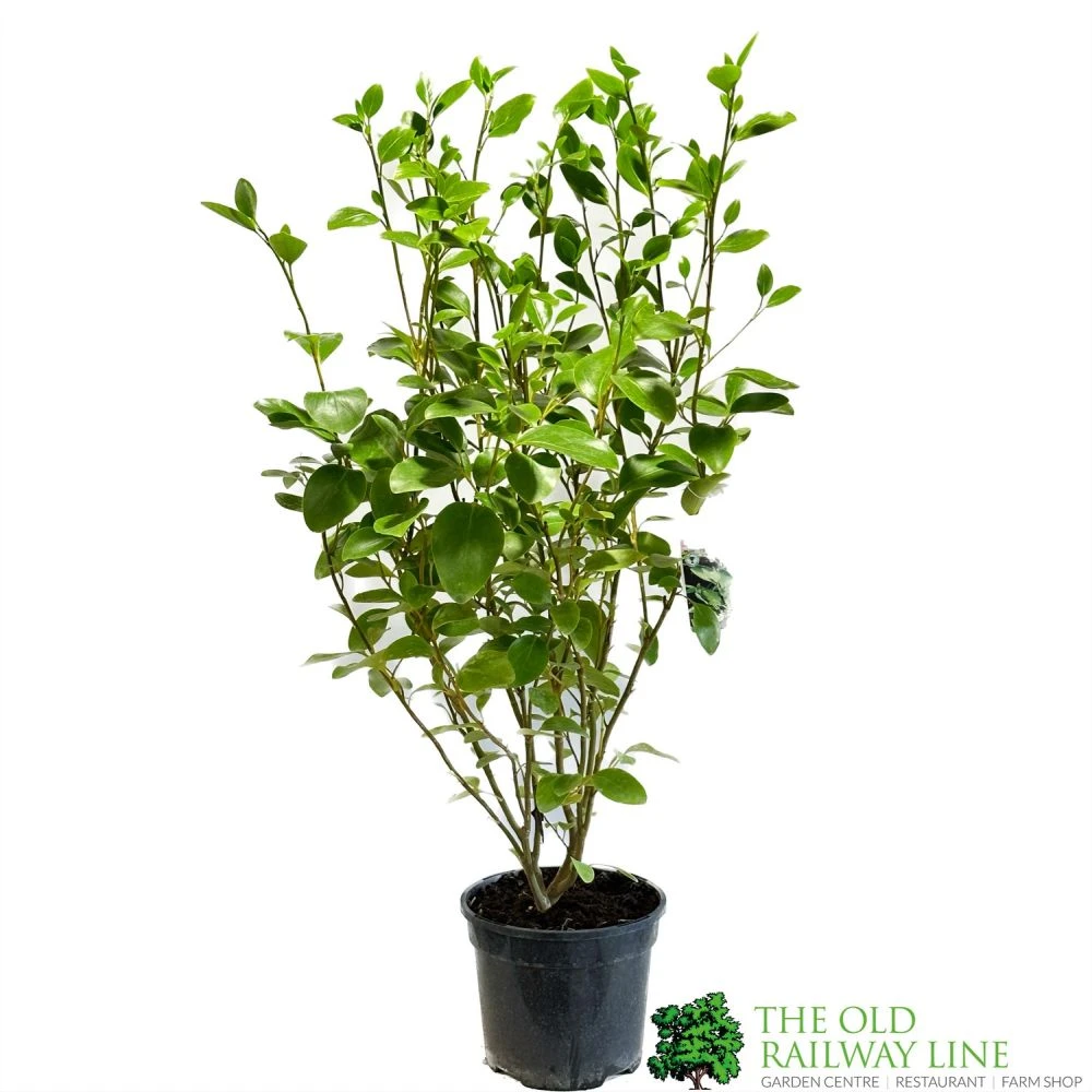 Griselinia Littoralis 3Ltr Pot 1 Griselinia Littoralis 3Ltr Pot