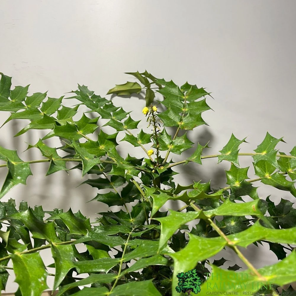 Mahonia 'Winter Sun' Plant 3Ltr Pot 2 Mahonia 'Winter Sun' Plant 3Ltr Pot - Image 2