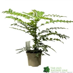 Mahonia 'Winter Sun' Plant 3Ltr Pot
