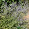 Perovskia 'Blue Spire' Plant 3Ltr Pot