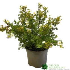 Potentilla Fruticosa 'Abbotswood' Shrubby Cinquefoil 3Ltr Pot