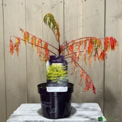 Rhus Typhina 'Tiger Eyes' 3Ltr Pot (NL) 5 Rhus Typhina 'Tiger Eyes' 3Ltr Pot (NL) -Hozeelock Store 5019756405453 2 scaled