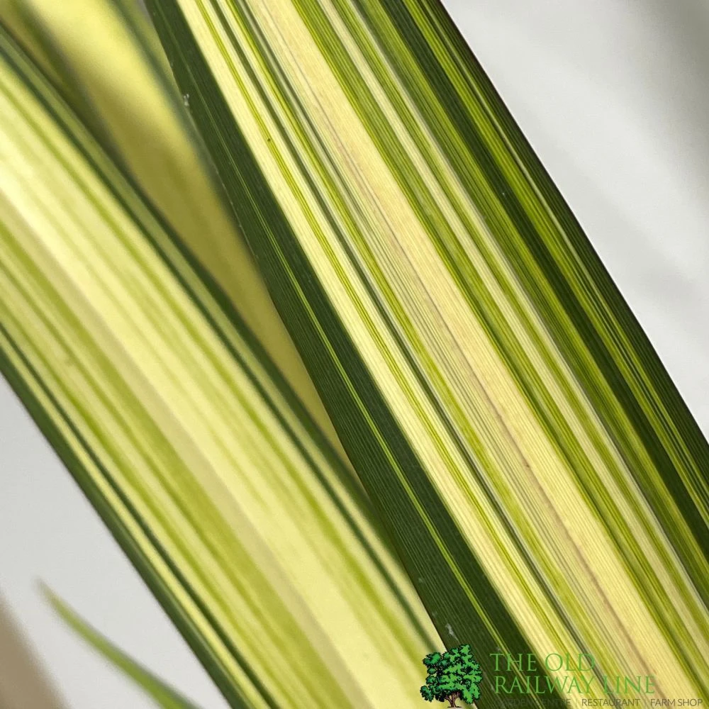 Phormium 'Yellow Wave' Flax 3Ltr Pot 2 Phormium 'Yellow Wave' Flax 3Ltr Pot - Image 2