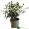 Osmanthus Burkwoodii Plant 3Ltr Pot