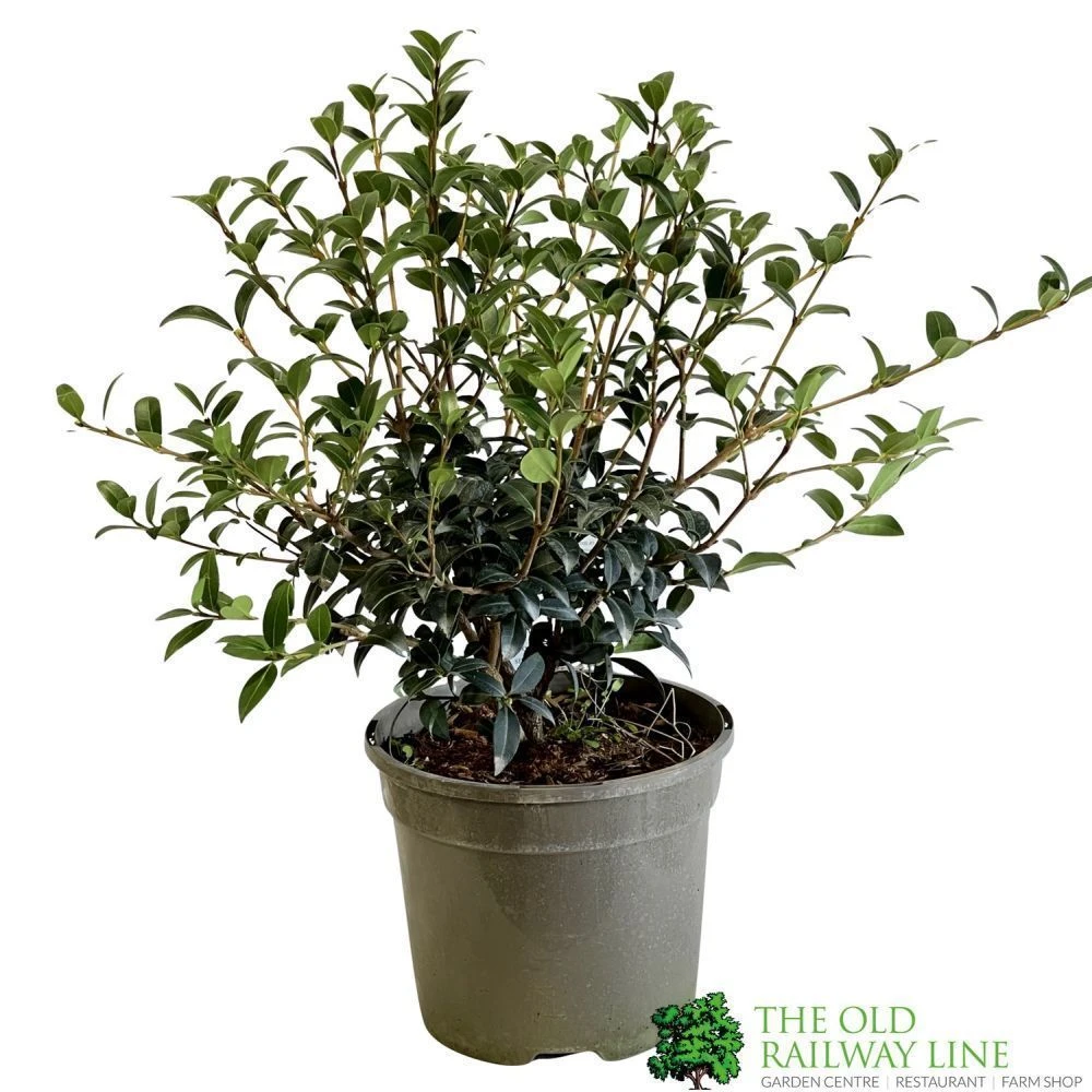 Osmanthus Burkwoodii Plant 3Ltr Pot 1 Osmanthus Burkwoodii Plant 3Ltr Pot