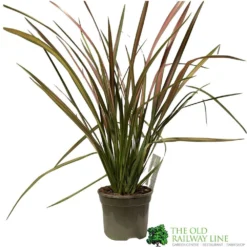 Phormium 'Jester' Flax 3Ltr Pot