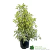 Pittosporum 'Golden King' 3Ltr
