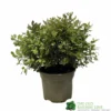 Pittosporum 'Tom Thumb' Plant 3Ltr Pot