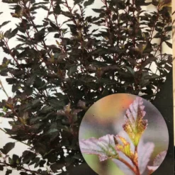 Physocarpus Opulifolius 'Little Joker' Ninebark Plant 3Ltr Pot