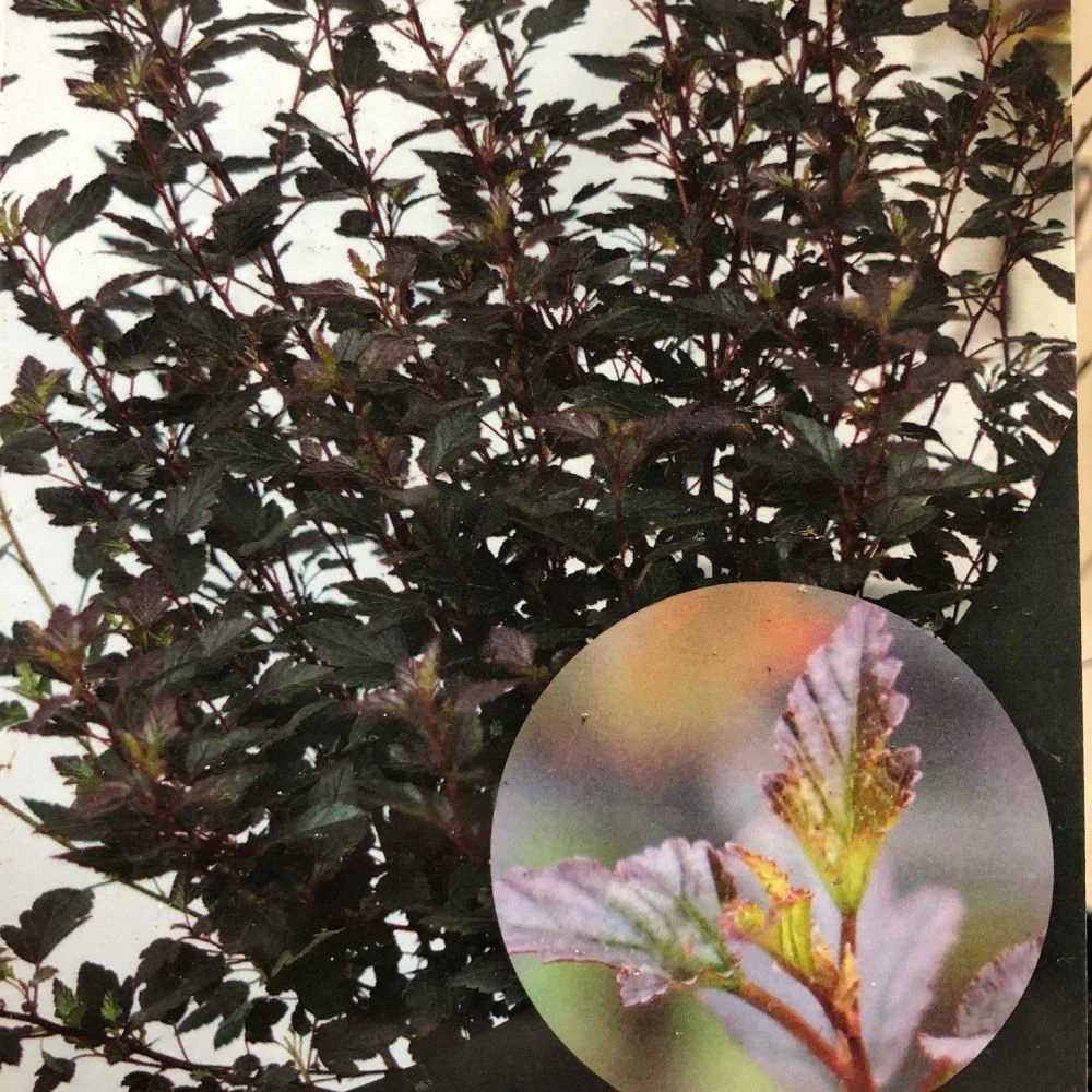 Physocarpus Opulifolius 'Little Joker' Ninebark Plant 3Ltr Pot 1 Physocarpus Opulifolius 'Little Joker' Ninebark Plant 3Ltr Pot