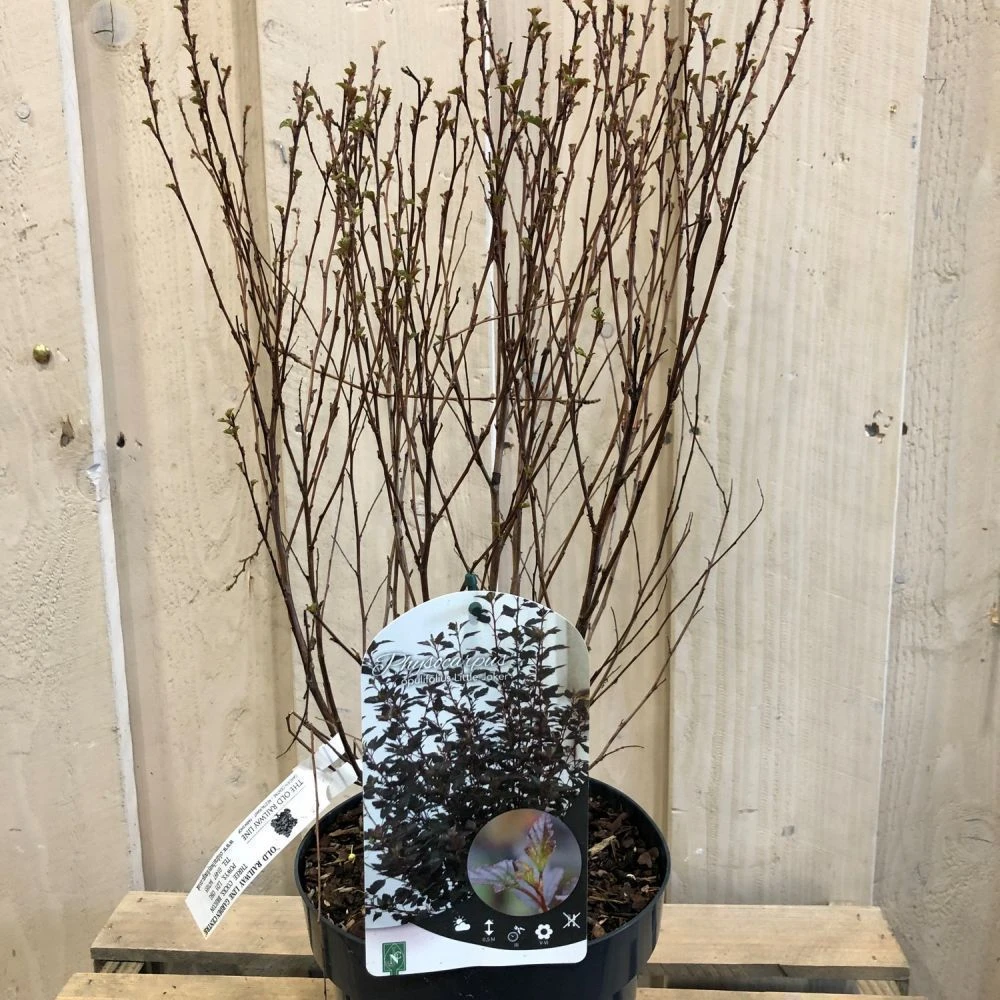 Physocarpus Opulifolius 'Little Joker' Ninebark Plant 3Ltr Pot 2 Physocarpus Opulifolius 'Little Joker' Ninebark Plant 3Ltr Pot - Image 2