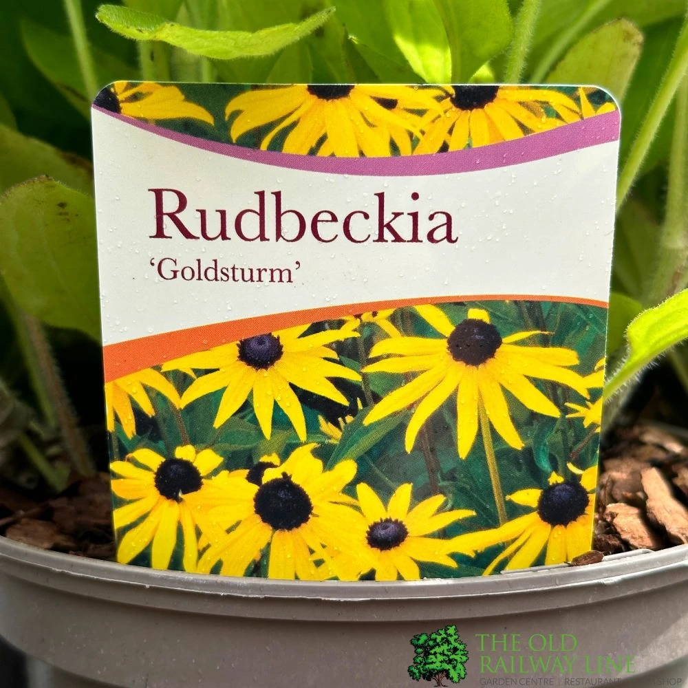 Rudbeckia 'Goldstrum' 2Ltr Pot 1 Rudbeckia 'Goldstrum' 2Ltr Pot