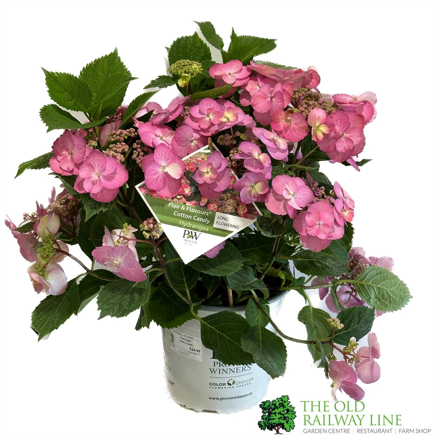 Hydrangea 'Cotton Candy' 5Ltr Pot 1 Hydrangea 'Cotton Candy' 5Ltr Pot