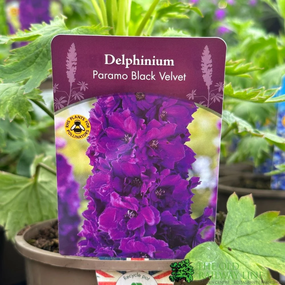 Delphinium Paramo 'Black Velvet' 2Ltr Pot 1 Delphinium Paramo 'Black Velvet' 2Ltr Pot