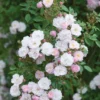 Pink Miniature Climbing Rose 'Little Rambler' 3Ltr Pot