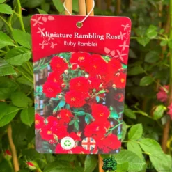 Red Miniature Climbing Rose 'Ruby Rambler' 3Ltr Pot