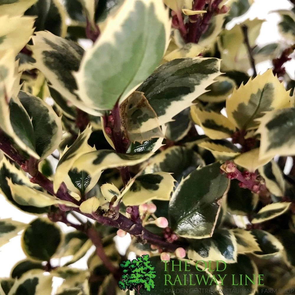 Ilex 'Casanova' 3Ltr Pot (NL) 2 Ilex 'Casanova' 3Ltr Pot (NL) - Image 2