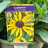 Rudbeckia 'Little Gold Star' 3Ltr Pot