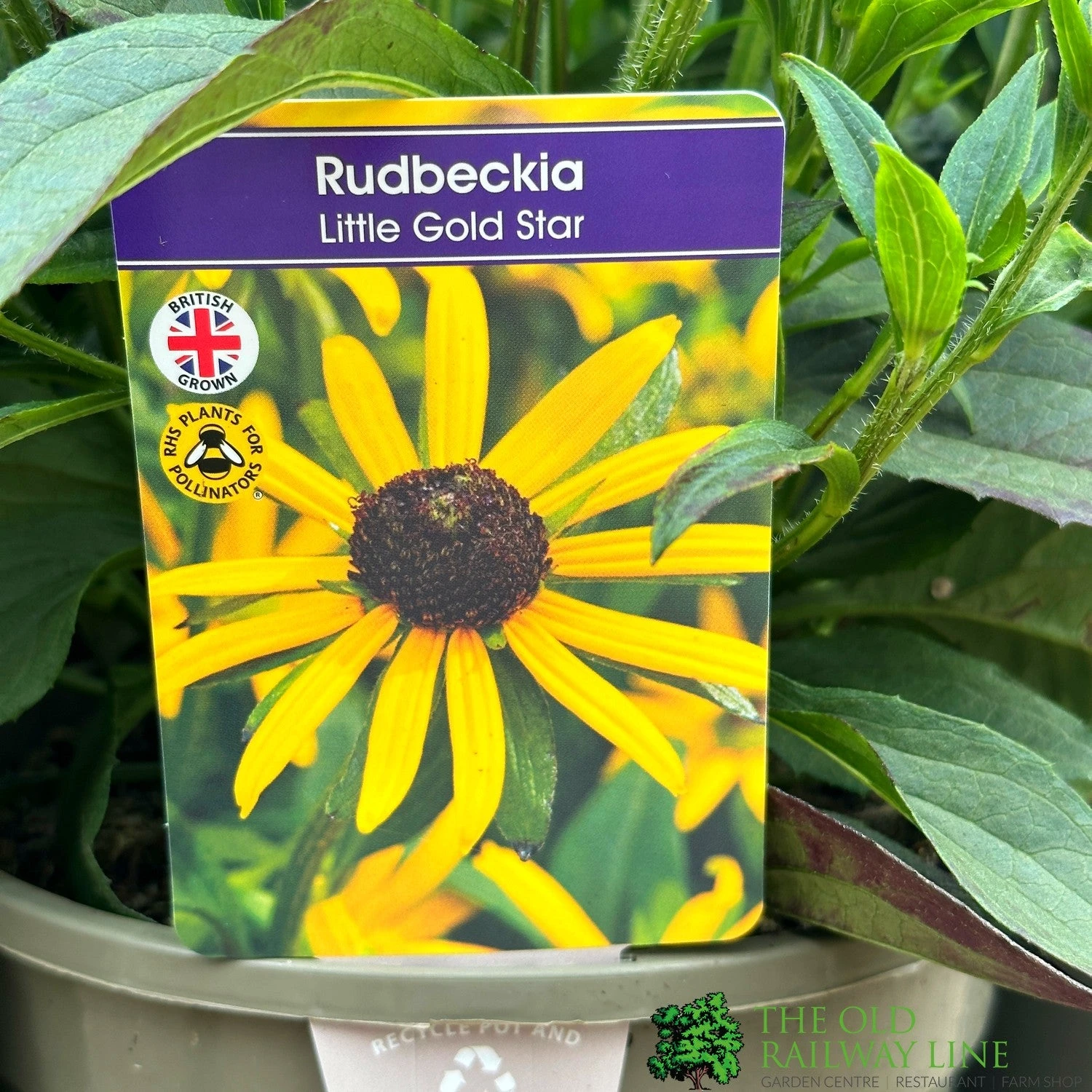 Rudbeckia 'Little Gold Star' 3Ltr Pot 1 Rudbeckia 'Little Gold Star' 3Ltr Pot