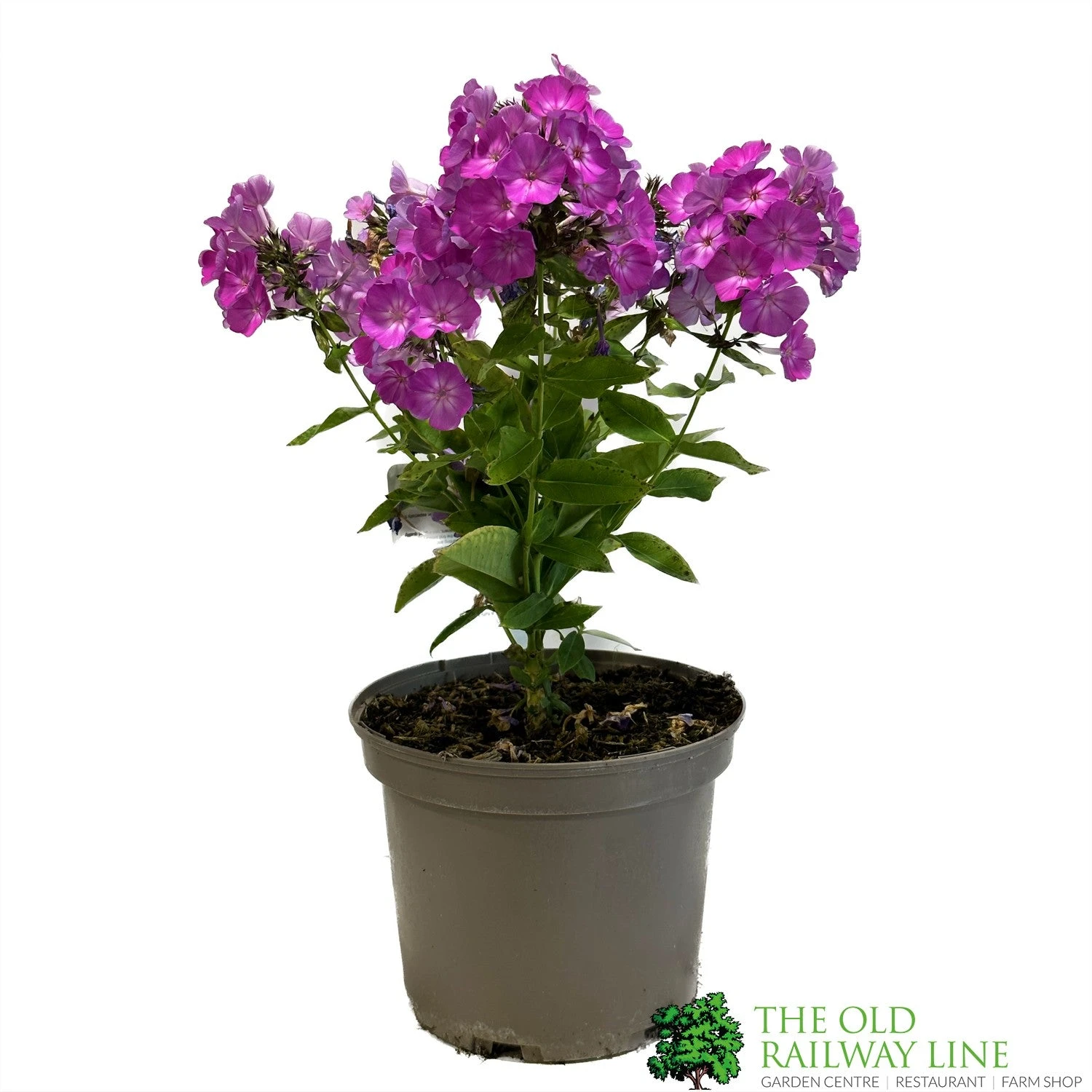 Phlox 'Famous Purple' 3Ltr Pot 1 Phlox 'Famous Purple' 3Ltr Pot
