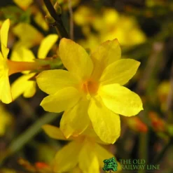 Jasminum Nudiflorum Winter Jasmine 3Ltr Pot