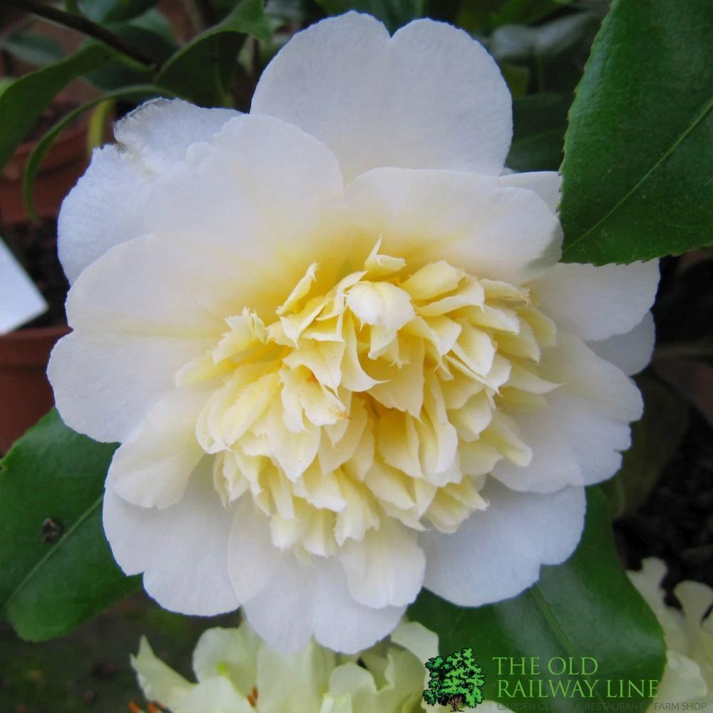 Camellia Japonica 'Brushfield's Yellow' Plant 3Ltr Pot 1 Camellia Japonica 'Brushfield's Yellow' Plant 3Ltr Pot