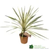 Cordyline Australis 'Torbay Dazzler' 60cm Tall (IT)